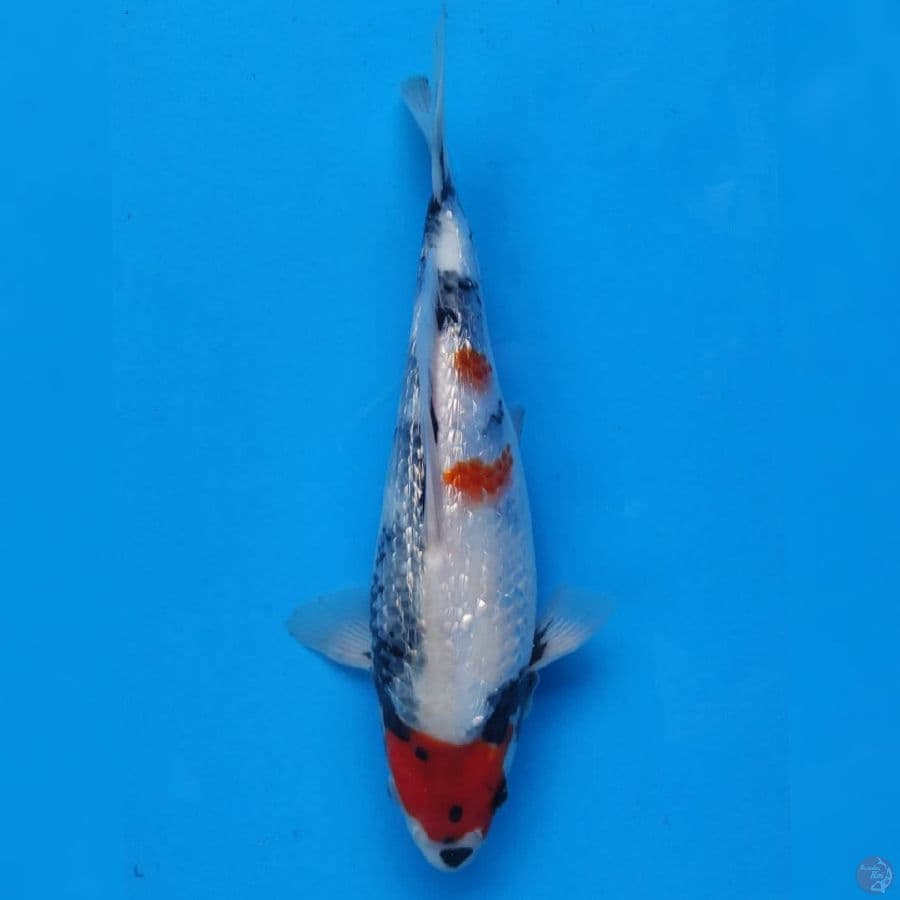 Maruten Showa Ginrin Import non serti