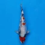 Maruten Showa Ginrin Import non serti