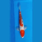 Kohaku 40 cm male