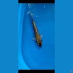 kikokuryu 35cm male