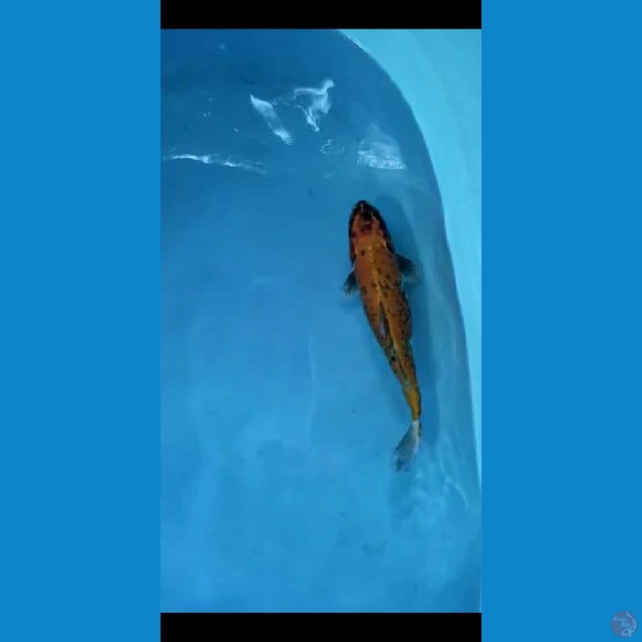 kawabake 35cm
