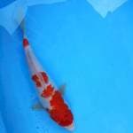 Kohaku 33 cm