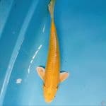 yamabuki mata merah 37 cm