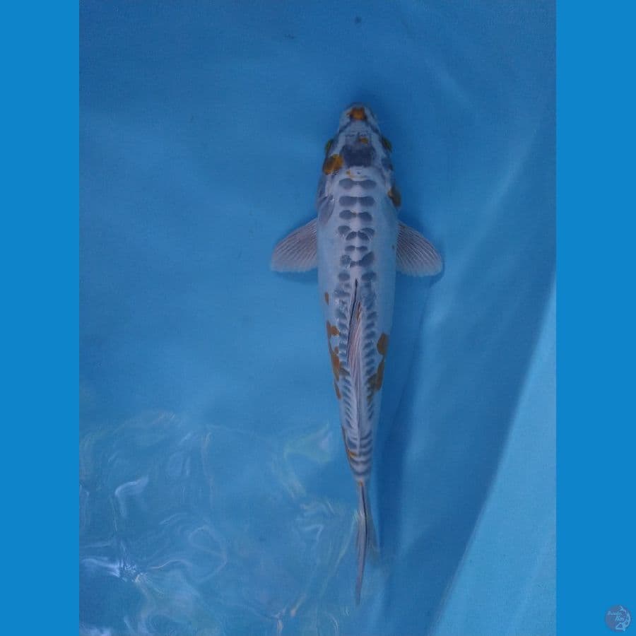 kujaku ukur 35cm male