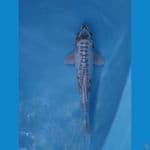 kujaku ukur 35cm male