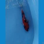 showa gindrin ukur 30cm male