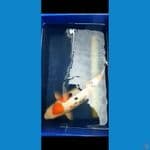 Sanke 53 cm Female