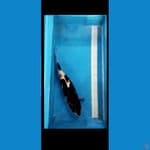 Showa 39 cm 