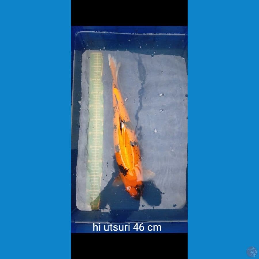 Hi utsuri 46 cm Male