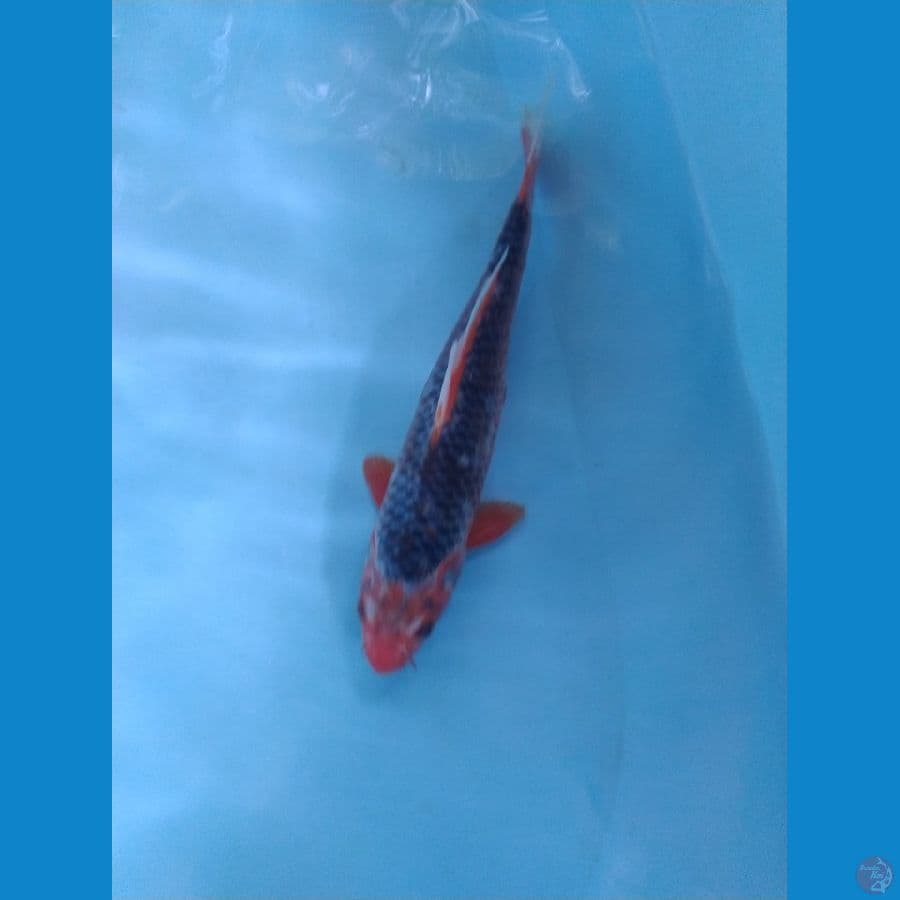 aka matsuba ukur 25cm male