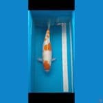 Kohaku 40 cm Female