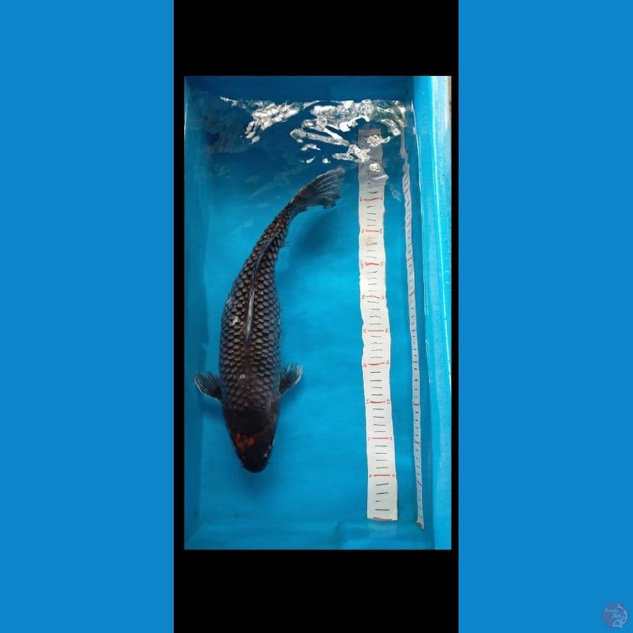 Matsukawabake 42 cm female