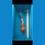 Kohaku 40 cm Male