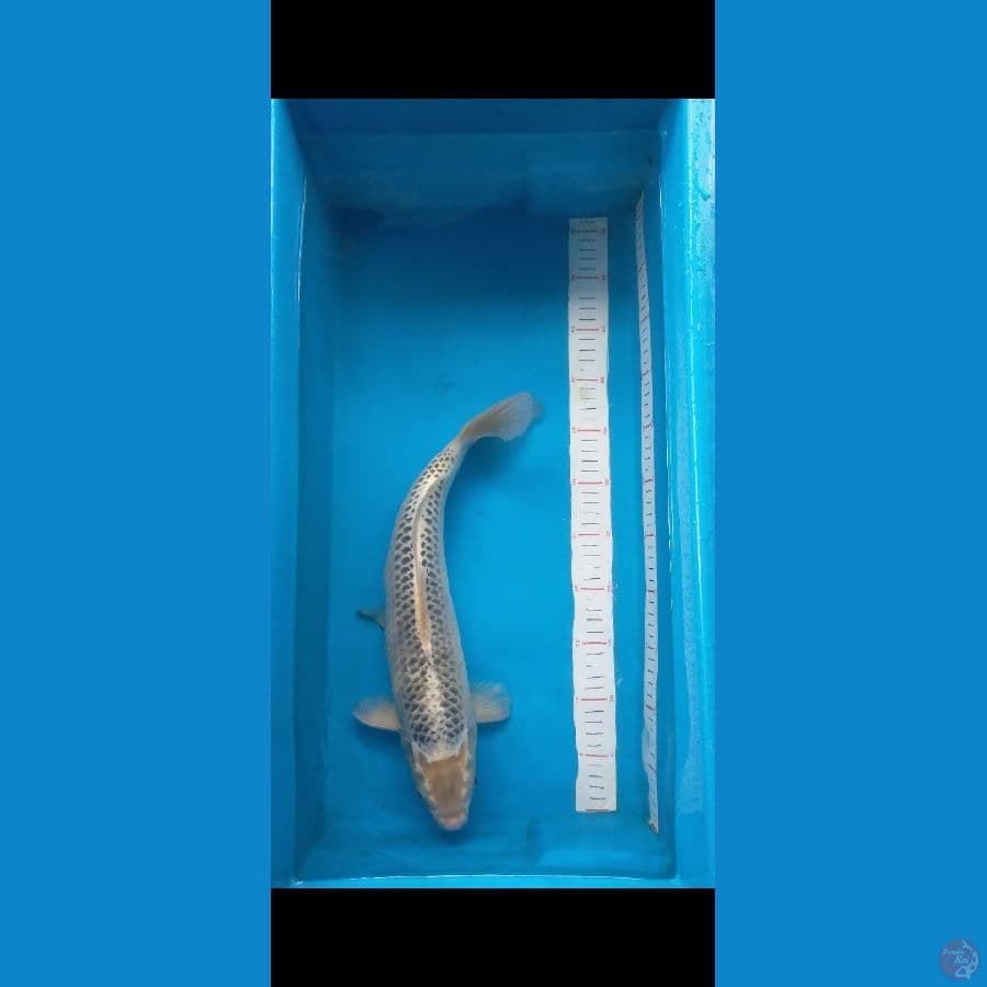 Hikari 41 cm Male