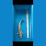 Hikari 41 cm Male