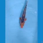 shusui ukur 28cm male