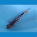 shusui ukur 28cm
