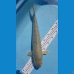 SARAGOI 42cm