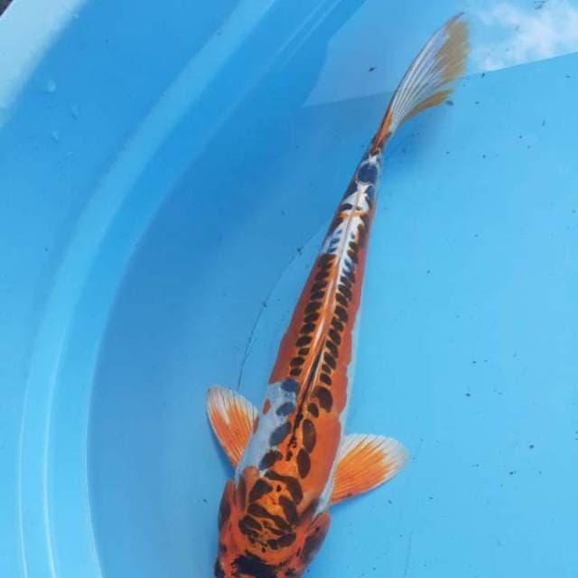 Kiko 35 cm