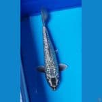 MUKASHI GINDRIN MALE 26CM
