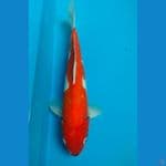 BeniKawabake 37 cm