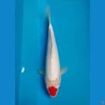 Tancho Ori 33 cm