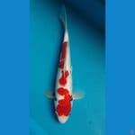 BeniKawabakeGinrin 28 cm