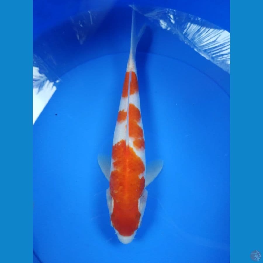 Red Strong 30 cm