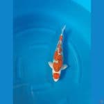 Maruten Ghosiki Inazuma Red Strong 40cm/u⁶