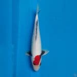 Kawabake 32 cm Male
