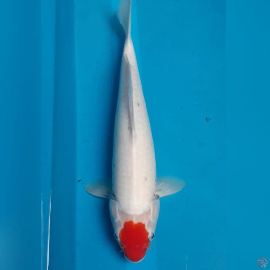 Tancho 37 cm