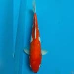 Kawabake 37 cm
