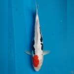 BeniKumon 32 cm