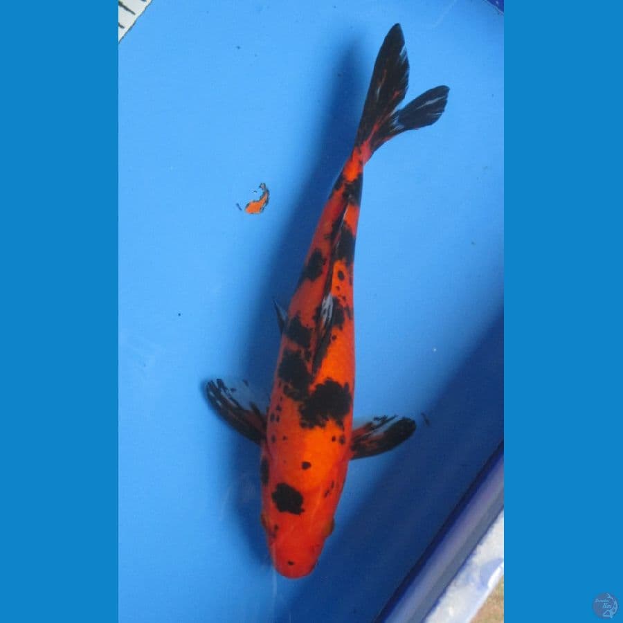AKA BEKKO 30CM