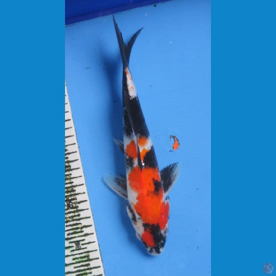 SHOWA 29CM