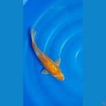 Ochiba Shigure Ginrin 34cm/m⁶
