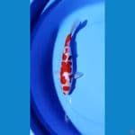 Kohaku maruten 30cm