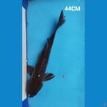 KAWARIMONO MALE 44CM