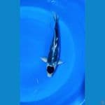 Tancho Matsukawa 40cm ml