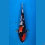 showa 38cm