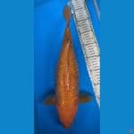 chagoi aragoke super bulky 45bu
