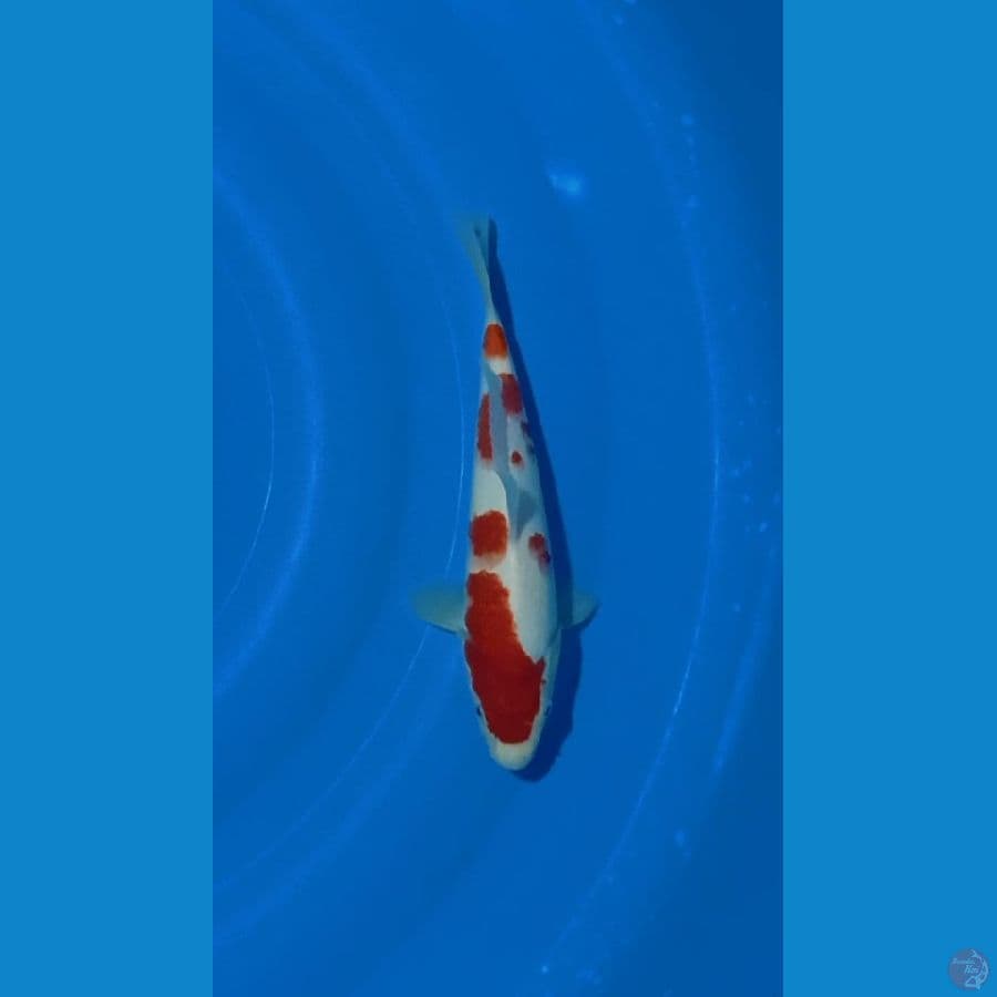 Kohaku 29cm