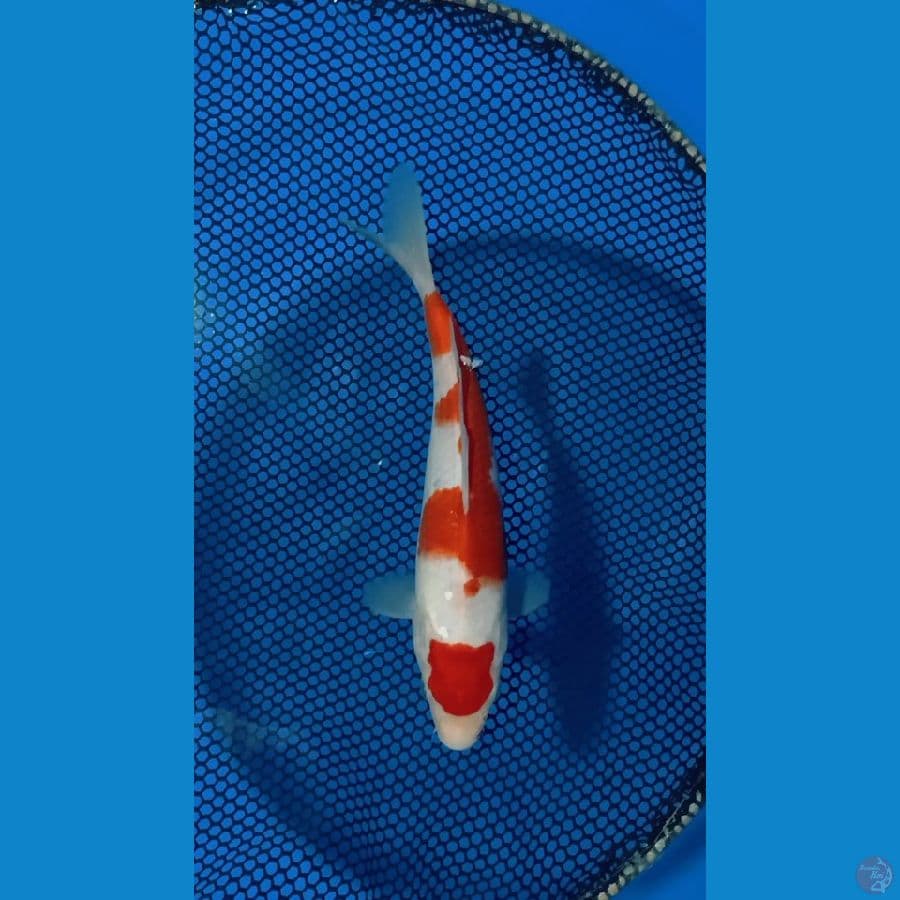 Maruten kohaku 26cm
