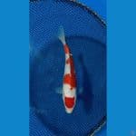 Maruten kohaku 26cm