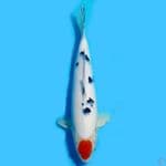 tanco sanke 31cm HQ