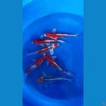 paket red Kujaku 25-30cm