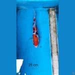sanke 25 cm