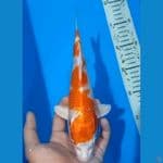 24 cm- Hikari Kohaku