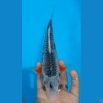 23 cm- Asagi