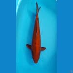 52cm chagoi jantan
